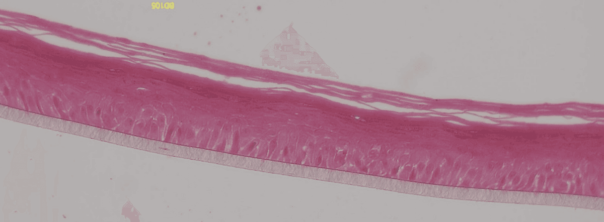 Dandruff Model (BioDDand) histology