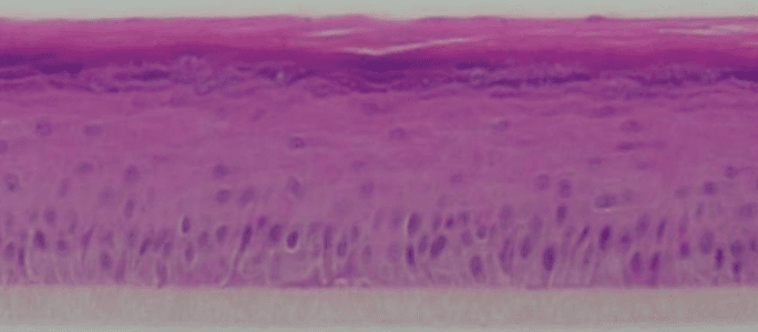 H&E histology micrograph of the BioDEpi reconstructed epidermis
