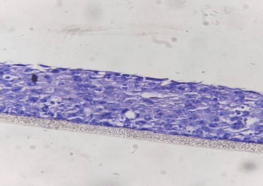 Vaginal Epithelium model render
