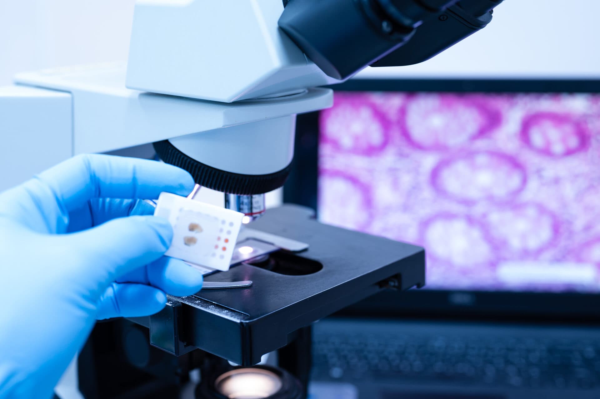 Tissue engineering under the microscope