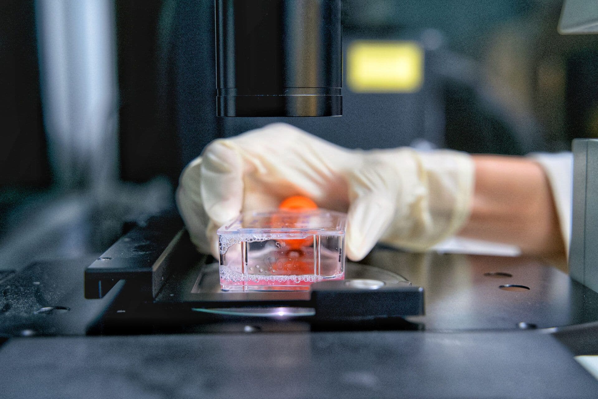 Why human-relevant models predict better than animal tests
