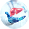 BioDLive - Liver Model