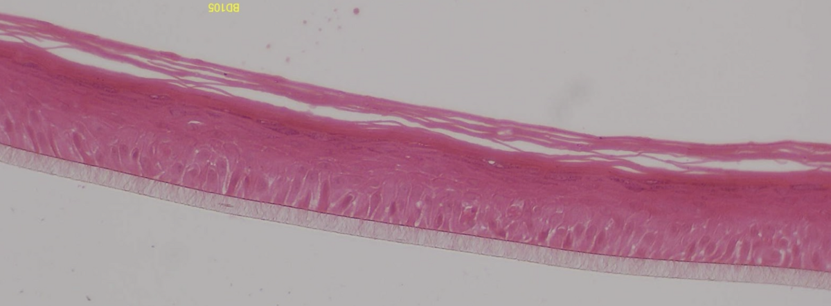 Dandruff Model (BioDDand) histology