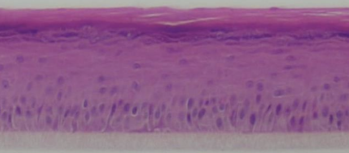 Human Skin Epidermis model render