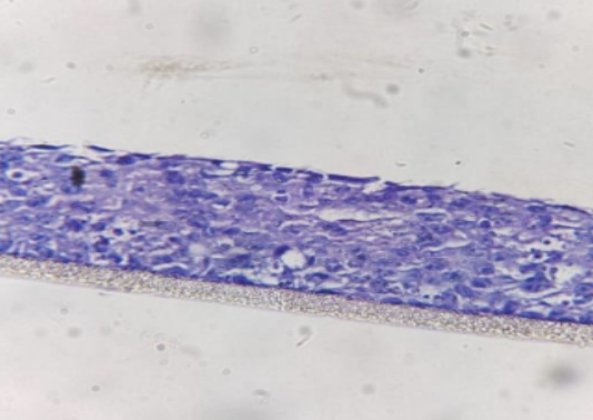 Vaginal Epithelium model render
